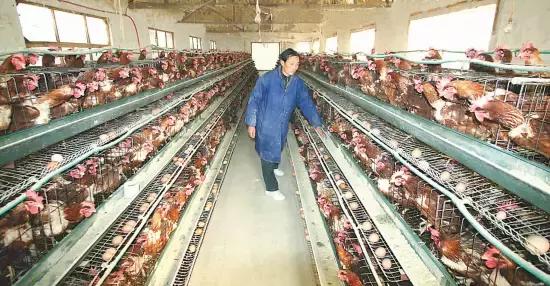 安徽H7N9最新動態(tài)，全面防控與公眾應(yīng)對的最新進展