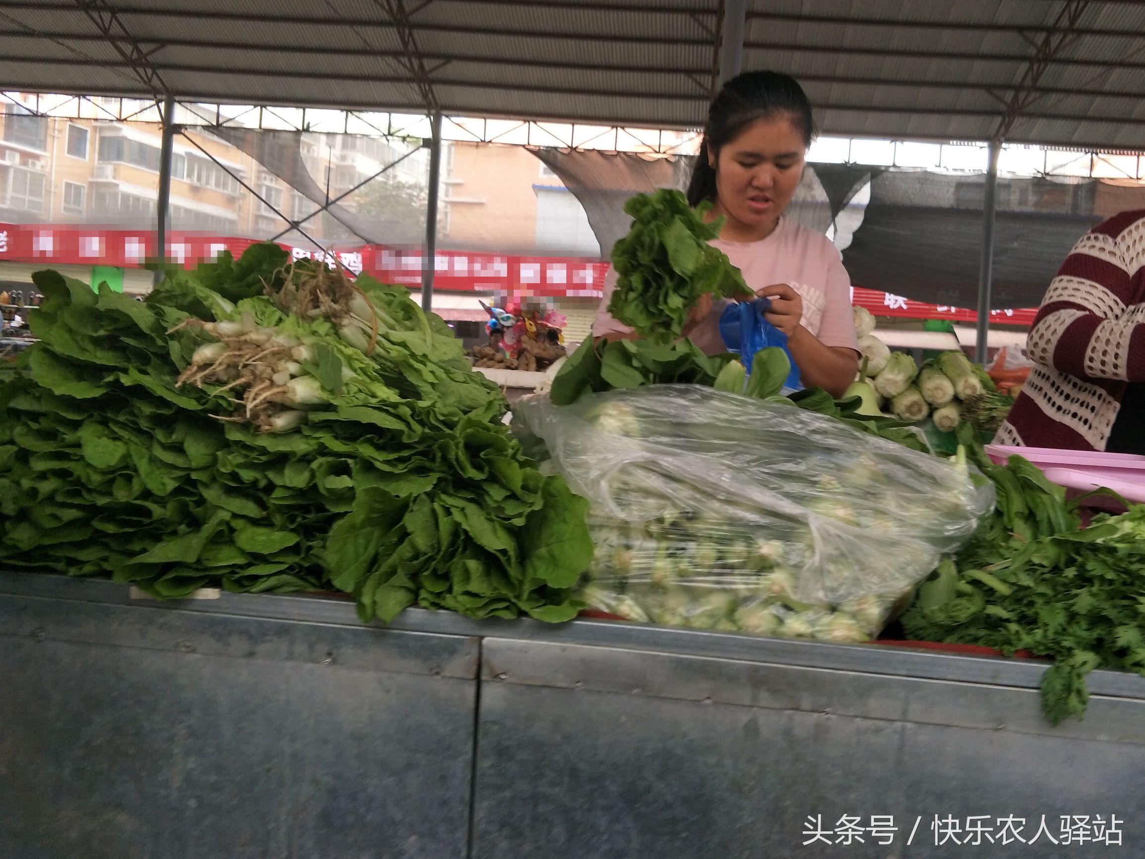 生菜價格最新動態(tài)，市場行情分析與趨勢預(yù)測