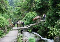 舜皇山國(guó)家森林公園最新項(xiàng)目，自然與人文的和諧共生發(fā)展