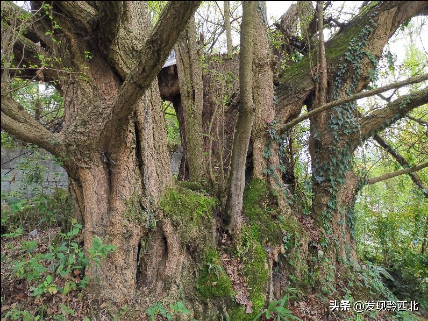 官寨鄉(xiāng)交通建設(shè)日新月異，出行更加便捷，最新交通新聞匯總